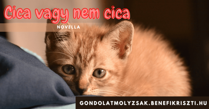 Cica vagy nem cica - novella